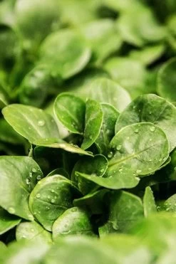 Medik8 Calmwise Soothing Cleanser -Care Products Store Medik8CalmwiseSoothingCleanserIngredients