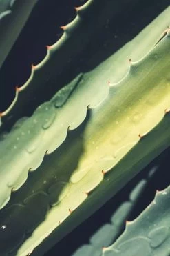 Medik8 Daily Refresh Balancing Toner -Care Products Store Medik8DailyRefreshBalancingTonerIngredients